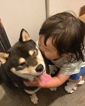 ２歳にして『柴吸い』の魅力にハマった女の子　その姿がコチラです！