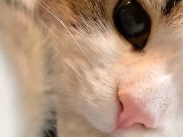 「レンズを拭いてくれる猫」　わずか８秒の動画に、メロメロになる人が続出