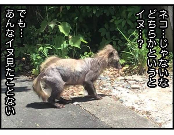 子供「変なシワシワの動物がいる！」　遭遇した生物の正体に「かわいそう」「謎が解けた」