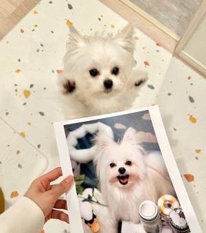 トリミングでサッパリしてきた愛犬　トリマーが撮った『笑顔』が「最高にかわいい」「お上手！」