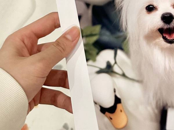 トリミングでサッパリしてきた愛犬　トリマーが撮った『笑顔』が「最高にかわいい」「お上手！」