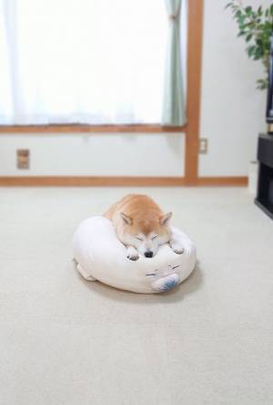 新しいクッションで眠る柴犬に１６万『いいね』　そのワケに誰もが納得！