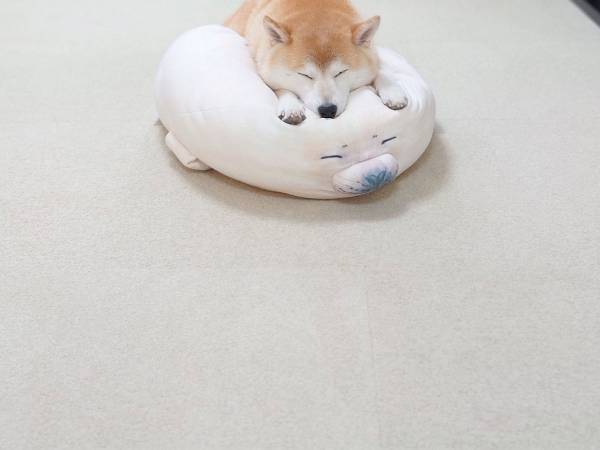 新しいクッションで眠る柴犬に１６万『いいね』　そのワケに誰もが納得！
