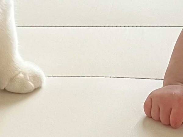 愛猫と赤ちゃんの手がアレにそっくり…！？　母親が投稿した１枚に「あむあむしたい」