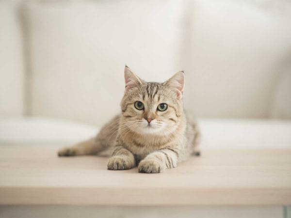 廊下で猫が『１匹』くつろいでいるのかと思ったら…？　続く展開に「笑った」