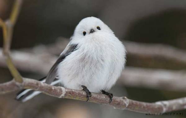 あまりにシンプルな『キャラ弁当』　その質素な見た目に「虚無すぎる」「かわいい」の声