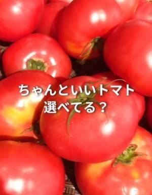 スーパーのトマト　どれが新鮮？　ポイントに「考えたことなかった」「そこ？」