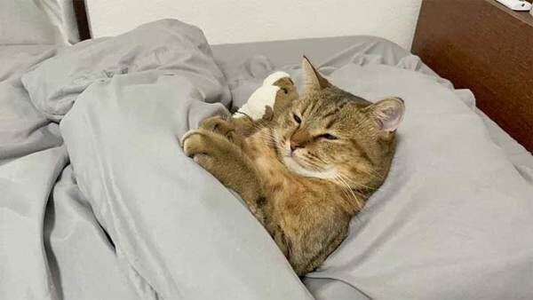 布団でくつろぐ猫に「幸せならそれでいい…」　見る人を癒すその寝姿とは？
