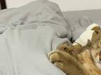 布団でくつろぐ猫に「幸せならそれでいい…」　見る人を癒すその寝姿とは？