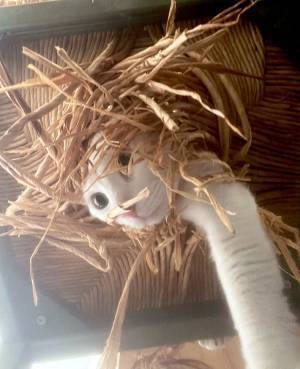 カメラ目線をキメた猫　続く展開に「猫ちゃーん！」「ワープ装置かな？」