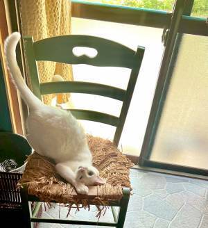 カメラ目線をキメた猫　続く展開に「猫ちゃーん！」「ワープ装置かな？」