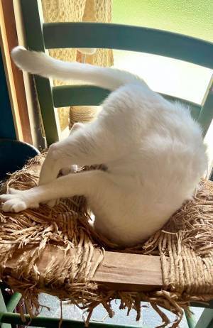 カメラ目線をキメた猫　続く展開に「猫ちゃーん！」「ワープ装置かな？」