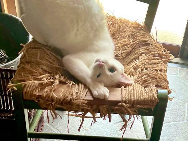 カメラ目線をキメた猫　続く展開に「猫ちゃーん！」「ワープ装置かな？」