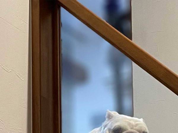 飼い主の「ギャーー！！！」を聞いて愛犬が…　その姿に「貫禄のあるお嬢様」の声