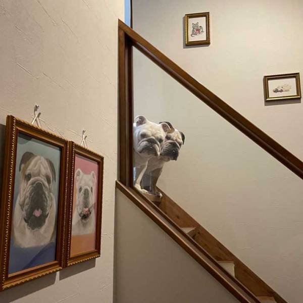 飼い主の「ギャーー！！！」を聞いて愛犬が…　その姿に「貫禄のあるお嬢様」の声