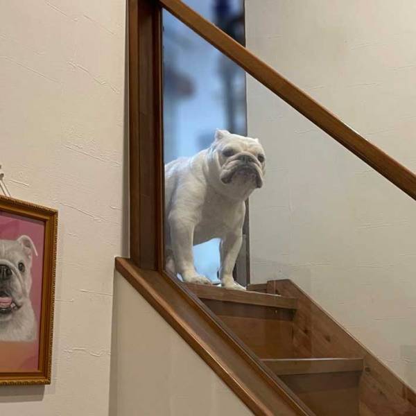 飼い主の「ギャーー！！！」を聞いて愛犬が…　その姿に「貫禄のあるお嬢様」の声