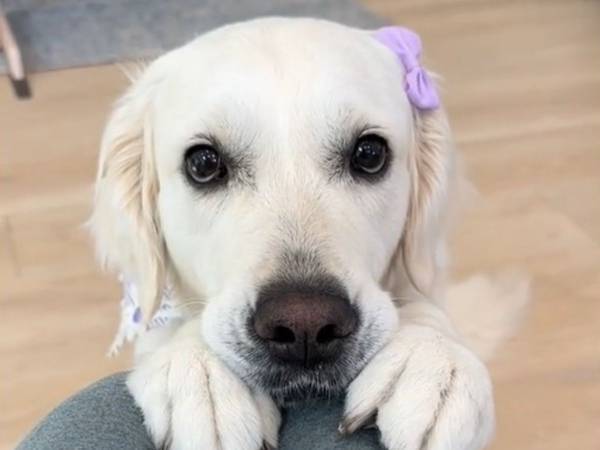 飼い主「うちの犬はいい子です」　『理由』に誰もが納得　「子供より行儀がいい」