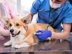 動物病院を訪れた子犬　背中に注射をされた瞬間？　「勇敢な子だ」「かわいい」