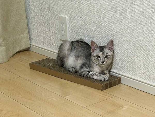 「逆、逆ー！」「笑った」　猫の行動に、飼い主困惑「なんで…」