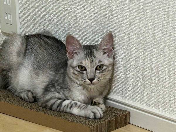 「逆、逆ー！」「笑った」　猫の行動に、飼い主困惑「なんで…」