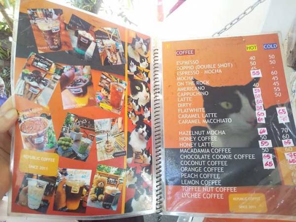 「『俺の猫を見てくれ』が強すぎる」と話題のカフェに「愛がだだ漏れしている」の声