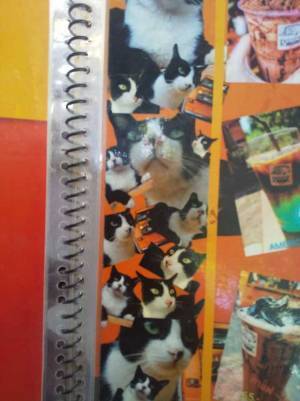 「『俺の猫を見てくれ』が強すぎる」と話題のカフェに「愛がだだ漏れしている」の声