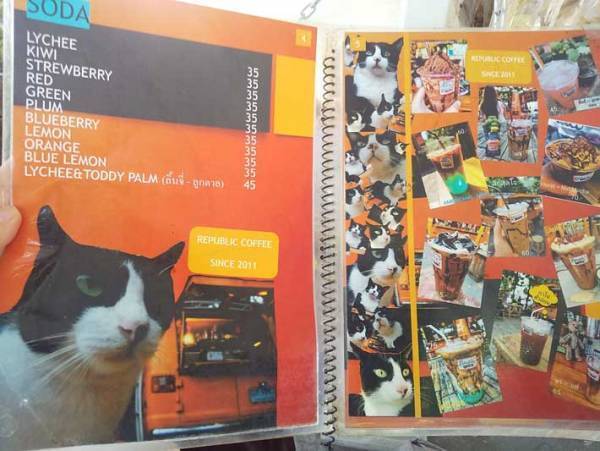 「『俺の猫を見てくれ』が強すぎる」と話題のカフェに「愛がだだ漏れしている」の声