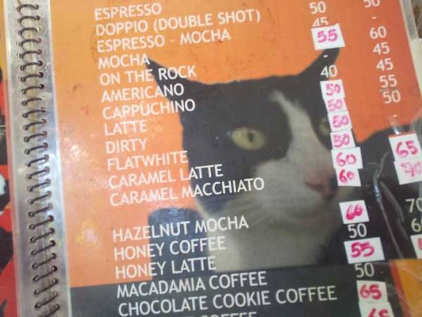 「『俺の猫を見てくれ』が強すぎる」と話題のカフェに「愛がだだ漏れしている」の声