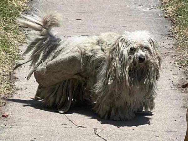 路上で見つかった、毛が伸びすぎた犬　トリミング後の姿に「この犬も喜んでいるね」