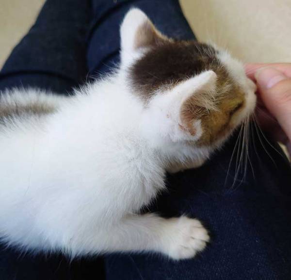 身体の上で猫が『大渋滞』　猫カフェでモテるコツに「分かる」「次試してみよう」