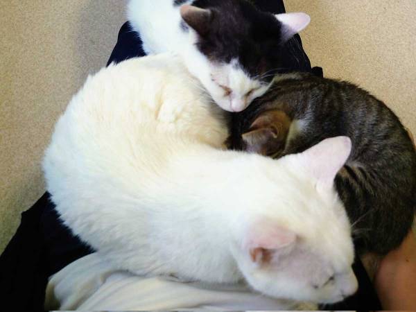 身体の上で猫が『大渋滞』　猫カフェでモテるコツに「分かる」「次試してみよう」