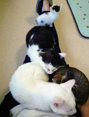 身体の上で猫が『大渋滞』　猫カフェでモテるコツに「分かる」「次試してみよう」