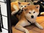 「この枕は入手可能ですか？」　２匹の秋田犬の動画に悶絶する人が続出