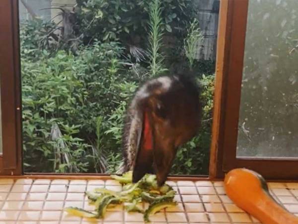 暑さで畑のキュウリが枯れた　代わりにゴーヤを与えると？　「笑った」「なんて分かりやすい」