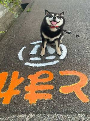 路面に書かれた『とまれ』の文字　そこで一時停止していたのは…？