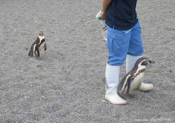 客「１６００円も払う価値ある？」　水族館スタッフの返答が「最高」「見習いたい」
