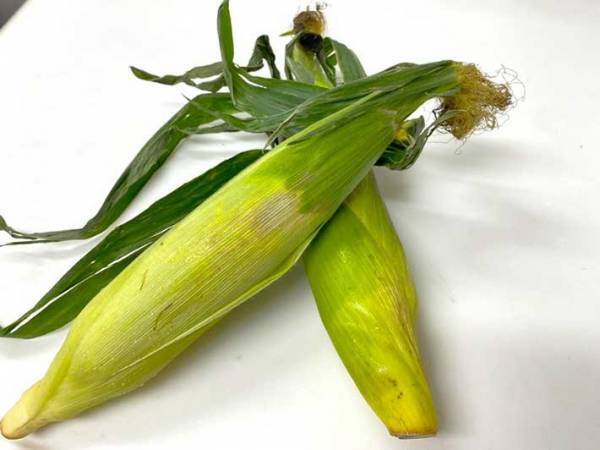 「道具いらず」「歯にも詰まらない」　トウモロコシの粒を残さずに食べる裏技