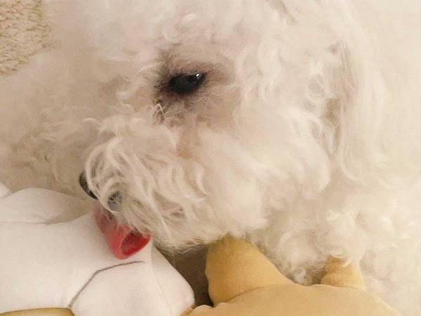「ちょっと待って言葉が出ないぐらい尊い」　ペットの犬が添い寝していた『相手』は