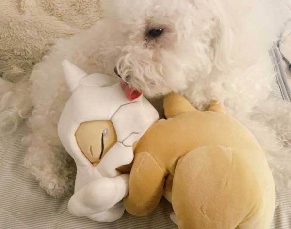 「ちょっと待って言葉が出ないぐらい尊い」　ペットの犬が添い寝していた『相手』は