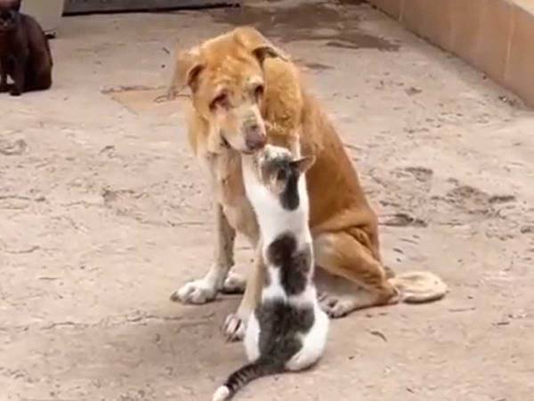 「愛あふれる世界」　病気の犬に対し、猫がとった行動に感動の声