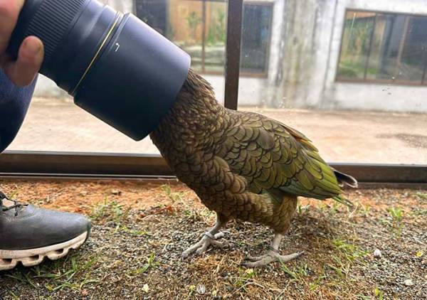 「写真を撮ろうとしたら近くに来てくれた」　１２万人が『いいね』した写真がこちら！