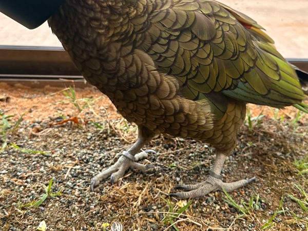 「写真を撮ろうとしたら近くに来てくれた」　１２万人が『いいね』した写真がこちら！