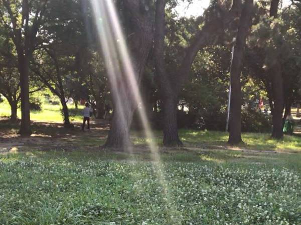 散歩中の柴犬の頭上に…？　飼い主がとらえた１枚に「神の使いのよう」「不思議な光景」