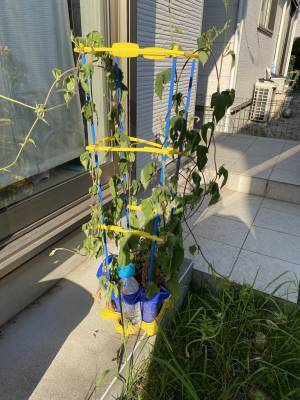 酷暑で枯れた子供の『アサガオ』　むやみに捨ててはいけないワケとは　「マジか」「危なかった」