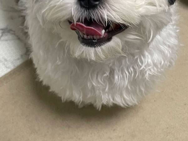 「実家に行くと、本当に喜ぶ」　愛犬を撮影した２枚　表情の変化がすごい！