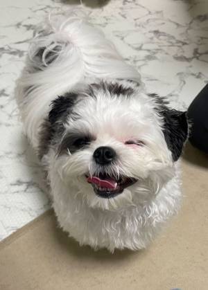 「実家に行くと、本当に喜ぶ」　愛犬を撮影した２枚　表情の変化がすごい！