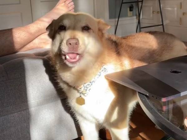 丁寧にごはんを催促する犬にびっくり　「こんなに礼儀正しい犬を初めて見た」