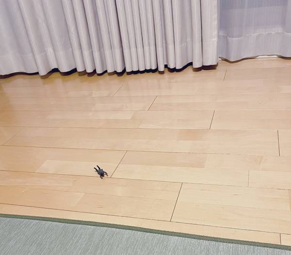「デカい虫かと思ってギョッとした」　まさかの正体に「電車で見るんじゃなかった」「腹が痛い」