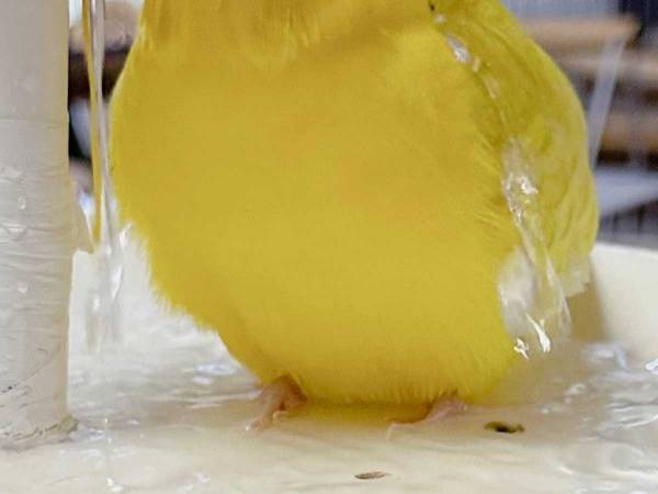 涼しいはずの状況で、何とも言えない表情を浮かべるインコがこちらです