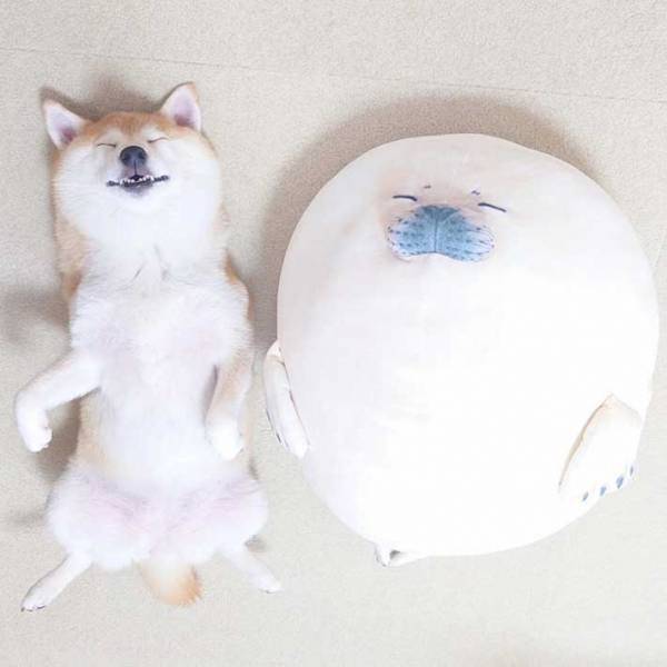 「双子みたいな犬とアザラシ」　飼い主が投稿した１枚に「完全に一致」「かわいすぎる」